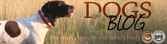 german shorthair dog in a field at sunset