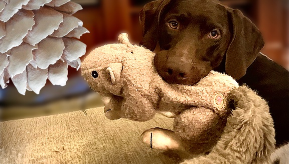 Dog with toy gifts for your buddy