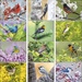 Birds 2022 Imprinted Calendars