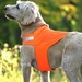 Dog Safety Vest, Hunter Orange