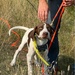 FieldKing, Dura-Flex Puppy Check Cord, 1/2" Wide, 15' Long, Orange
