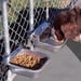 Nelson, Automatic Dog Waterer