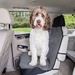 PetSafe, Happy Ride Quilted Bucket Seat Cover, Grey