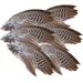 Wild Pheasant Wings
