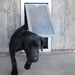 Security Boss Pet Doors, Kennel Clad Swing Kennel Door