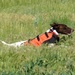Sylmar, Body Guard Dog Vest, Safety Orange