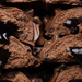 Barebells Protein Bars Brownie Batter - 12 Bars