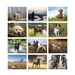 Sporting Dogs Wall Calendar (Stapled) 2026