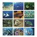 Ocean Glory Wall Calendar 2026