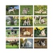 Baby Farm Animals Wall Calendar