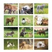 Baby Farm Animals Wall Calendar 2026