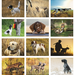 Sporting Dogs Wall Calendar (Stapled) -2027