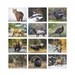 Wildlife Portraits Wall Calendar