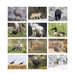 Wildlife Portraits Wall Calendar 2026