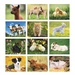 Baby Farm Animals Wall Calendar - 2027