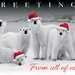 Polar Pack Holiday Cards