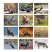 Wildlife Portraits Wall Calendar - 2027