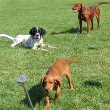 Dog Chain Gang, Stainless Steel, 4 Dog Drop