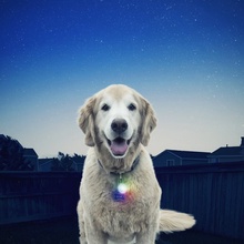 Nite Ize, SpotLit Collar Light, Disc-O Select