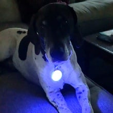 Nite Ize, SpotLit XL Rechargeable Collar Light, Disc-O Select