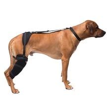 Caldera, Stifle Pet Therapy Wrap with Therapy Gel, Large