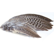 Wild Pheasant Wings