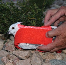 Pigeon Sock