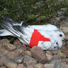 Pigeon Wing Strap