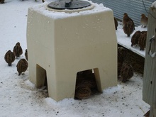 QRT Game Bird Feeder