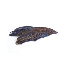 Wild Quail Wings