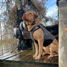 ReKoile, Mossy Oak Bottomland 2.0 Sure Fit Waterfowl Dog Vest