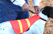 Scott, Canine Safety Vest