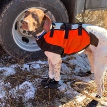 Deluxe hunting shop dog boots