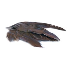 Wild Grouse Wings