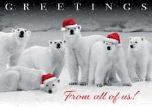 Polar Pack Holiday Cards