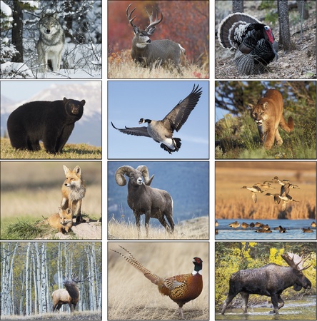 North American Wildlife 2022 Promotional Wall Calendars