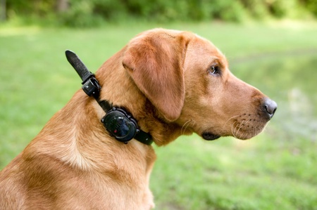 DT Systems, Micro-iDT Plus Add-On Collar