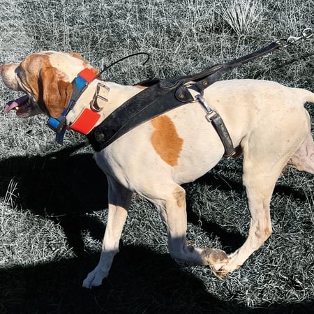 FieldKing Belgian Bridle Leather Dog Roading Harness