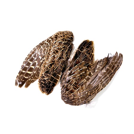 Wild Hungarian Partridge Wings, 2 Pack