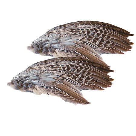 Wild Pheasant Wings