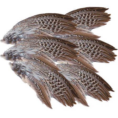 Wild Pheasant Wings