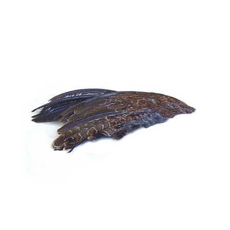 Wild Quail Wings