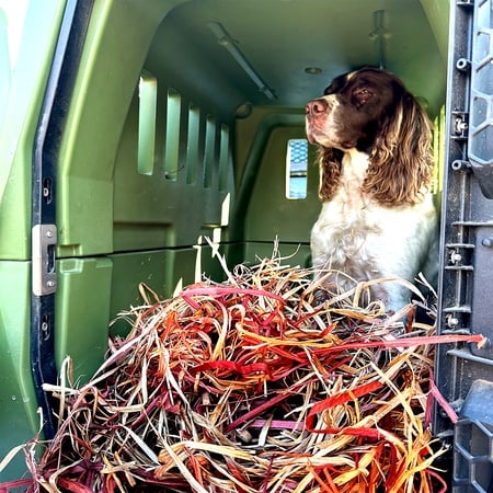 Cedar shavings for dog bedding best sale