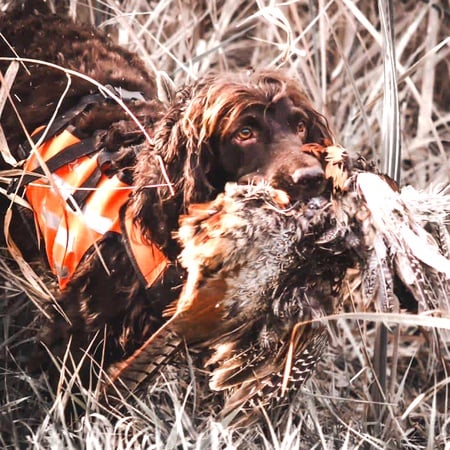 ReKoile, Upland Sure Fit Dog Vest, Orange