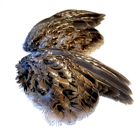 Wild Ruffed Grouse Wings, 2 Pack