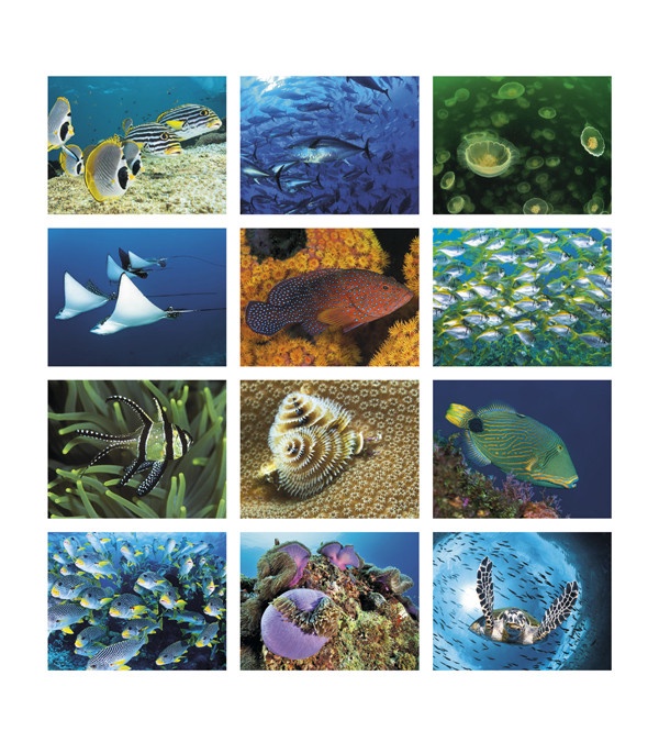 Ocean Glory Wall Calendar 2026