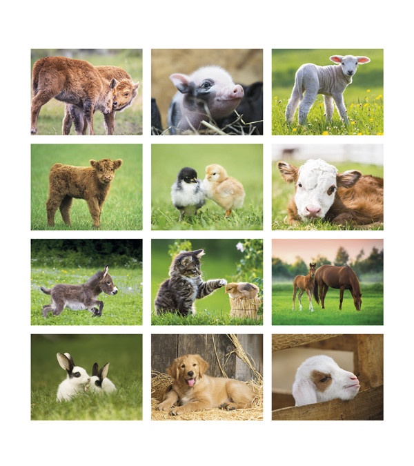 Baby Farm Animals Wall Calendar 2026