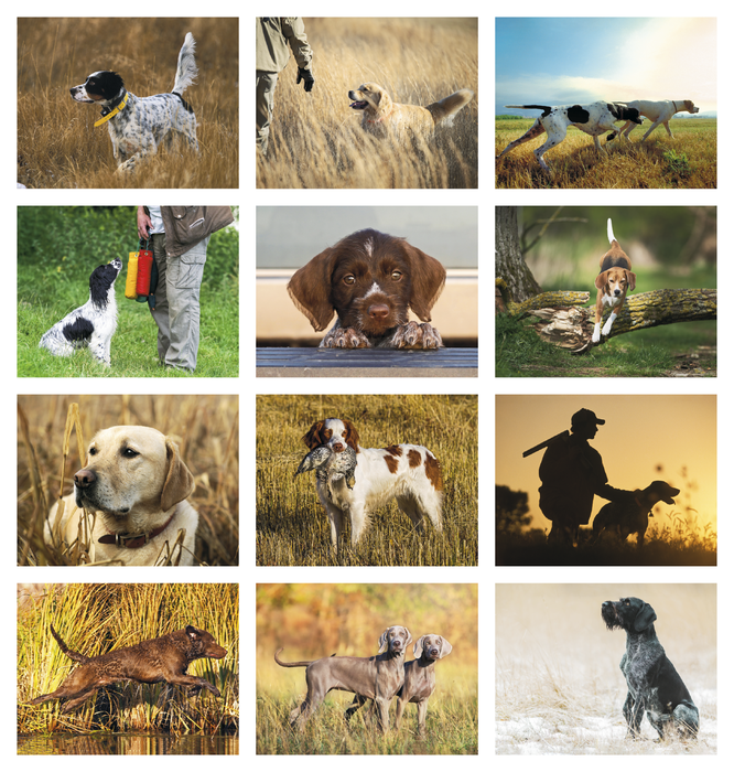Sporting Dogs Wall Calendar (Stapled) -2027