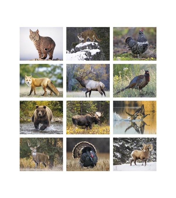 Wildlife Portraits Wall Calendar