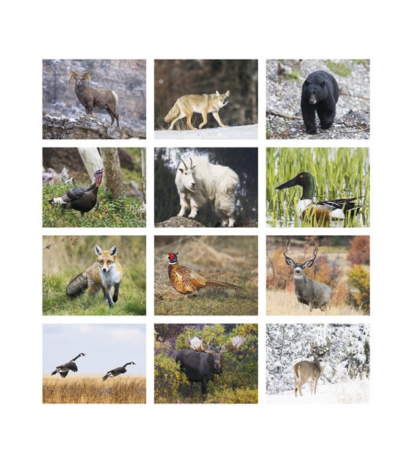Wildlife Portraits Wall Calendar 2026